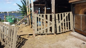 The two Paint horses were found inside this "stall," which was nailed shut.
