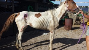 "Susie," Paint mare near death when discovered at a Miami Gardens, FL boarding facility.