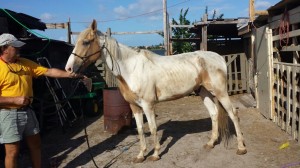 "Justice," a Paint gelding left to starve to death, rescued by the South Florida SPCA.