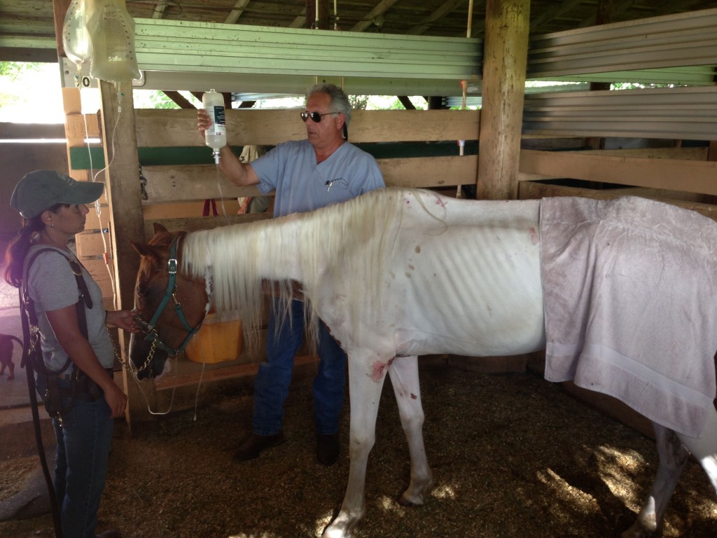 Veterinarian Dr. Zachary Franklin tends to Susie, the rescued paint mare.