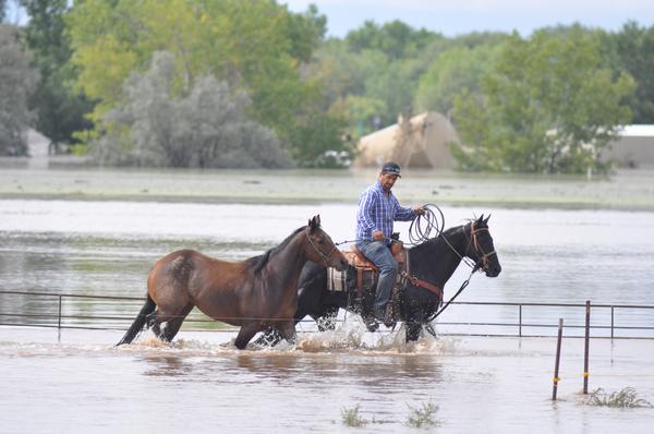 20130913__greeley-flood-horses~p1