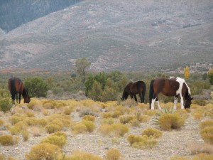 Wyoming wild horses. Photo: John Muccillo.