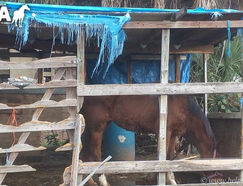 Six starved off-the-track Thoroughbreds seized by police, turned over to SPCA