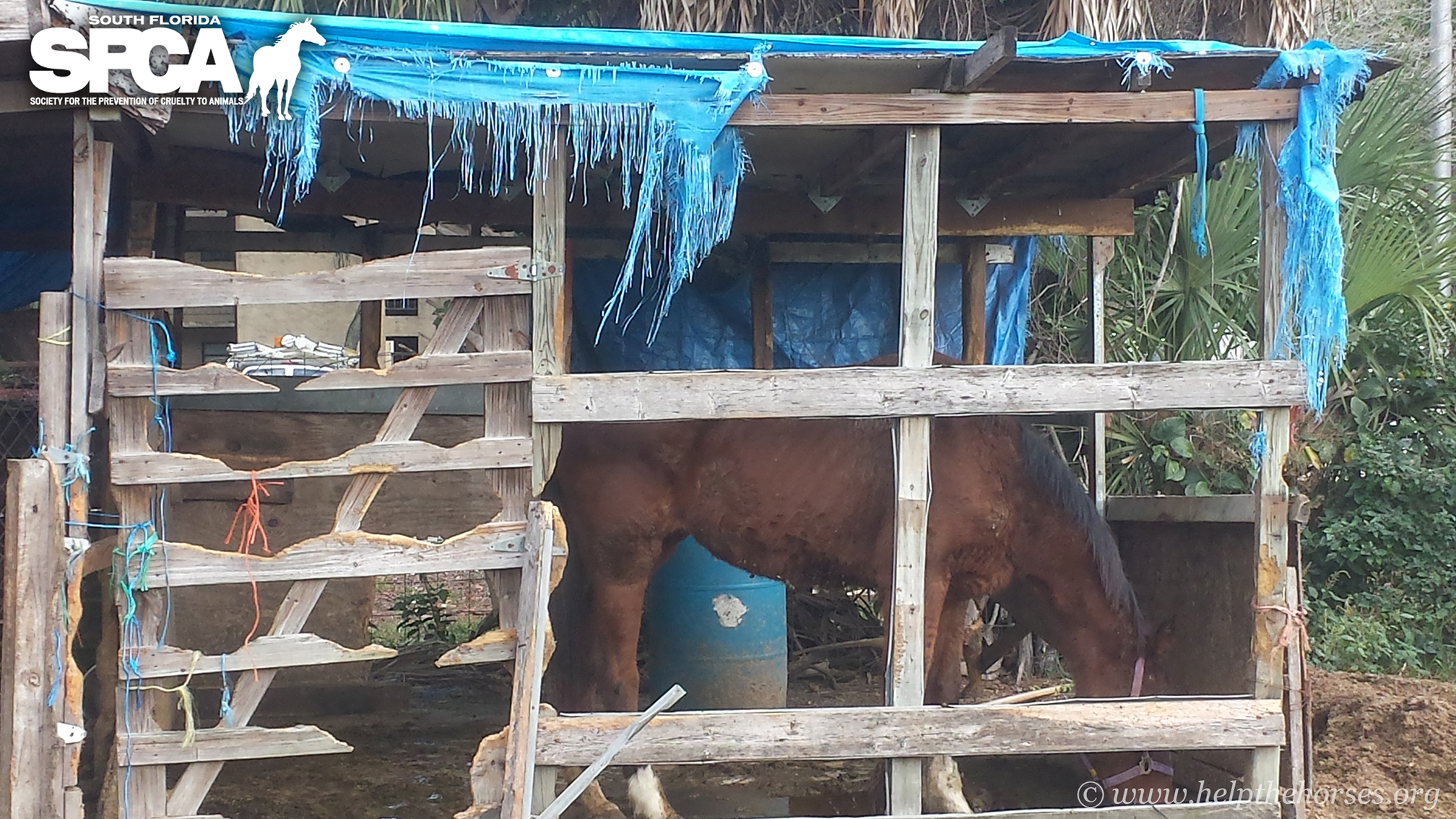 Six starved off-the-track Thoroughbreds seized by police, turned over to SPCA