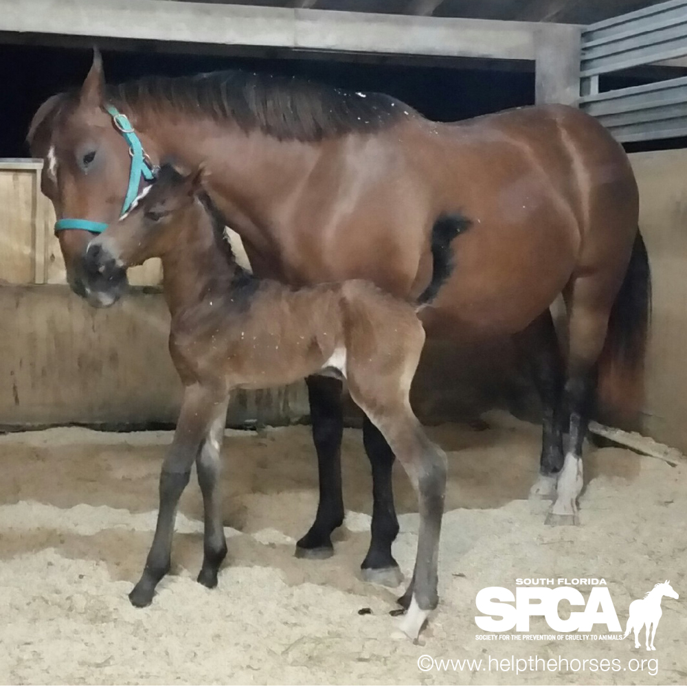 It’s a Girl! Rescue Mare Gives Birth at South Florida SPCA