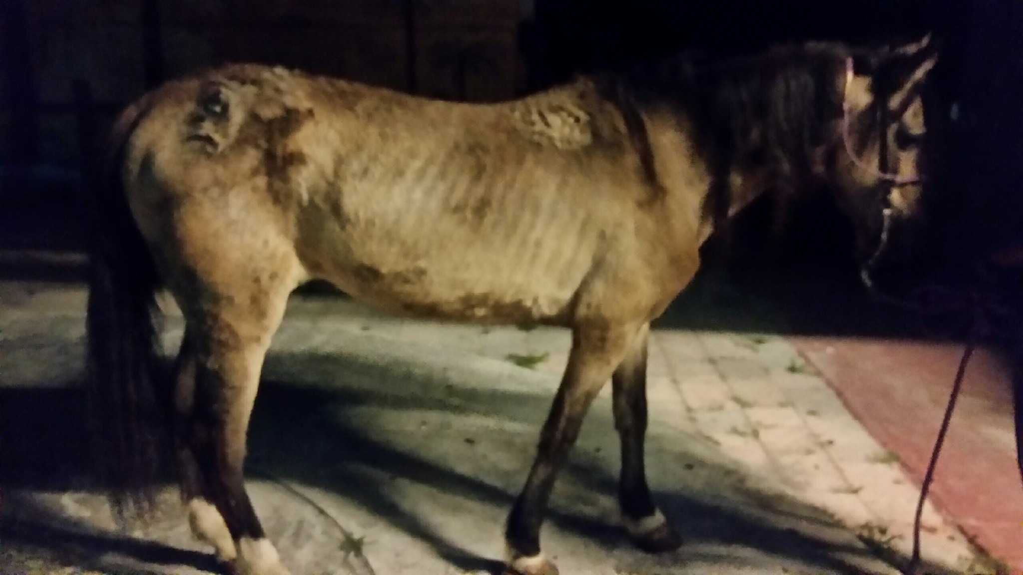 One dead and one malnourished horse discovered at SW Miami Dade residence