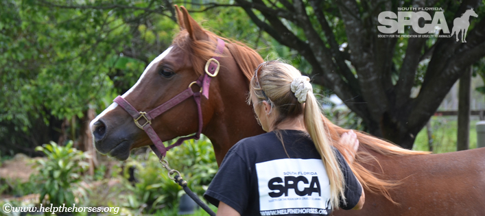 Honoring South Florida SPCA Founder Laurie Waggoner on her 50th Birthday