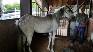 Grey Paso Fino mare seized on May 27, 2015
