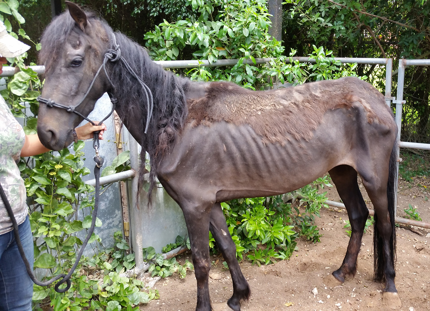 Horse Cruelty Charges: A VERY Big Deal at South Florida SPCA
