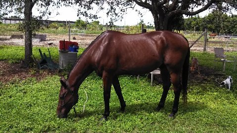 RETIRED RACEHORSE STOLEN, SLAUGHTERED FOR MEAT