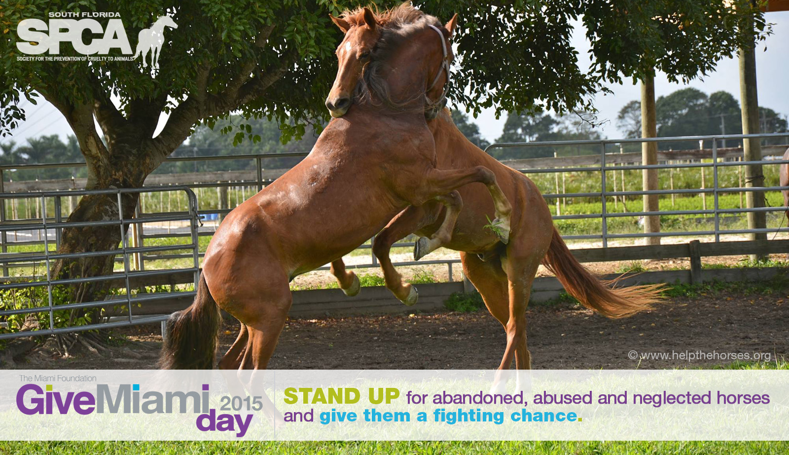 Stand Up for the Horses on Give Miami Day
