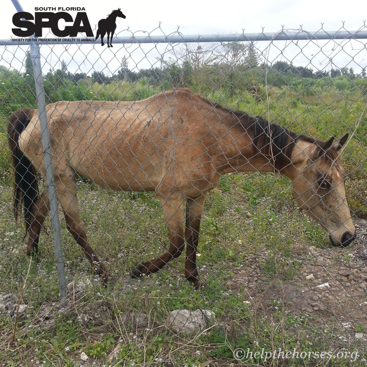 What If South Florida SPCA Didn’t Exist? For horses like Eva, the answer is deadly