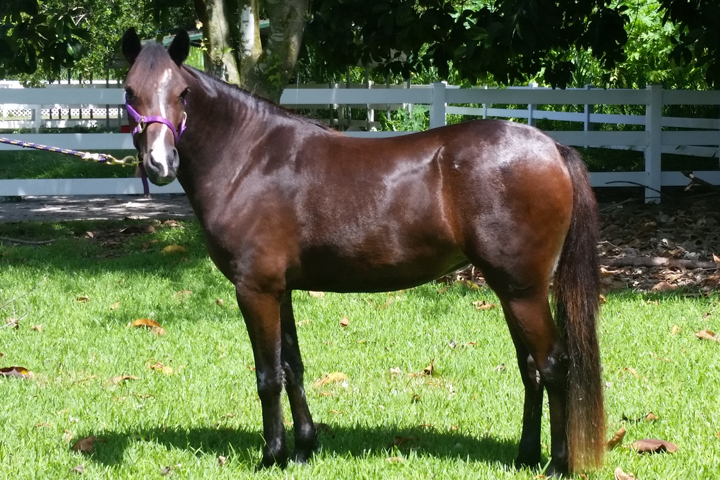 Amazing Grace’s dramatic transformation after months of rehabilitation. Photo © South Florida SPCA Horse Rescue