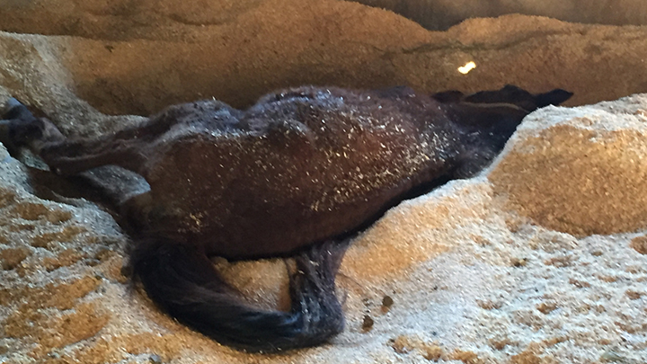 Grace_sleeping_12312015