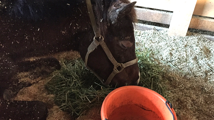 Grace_sleeping_hay_12312015