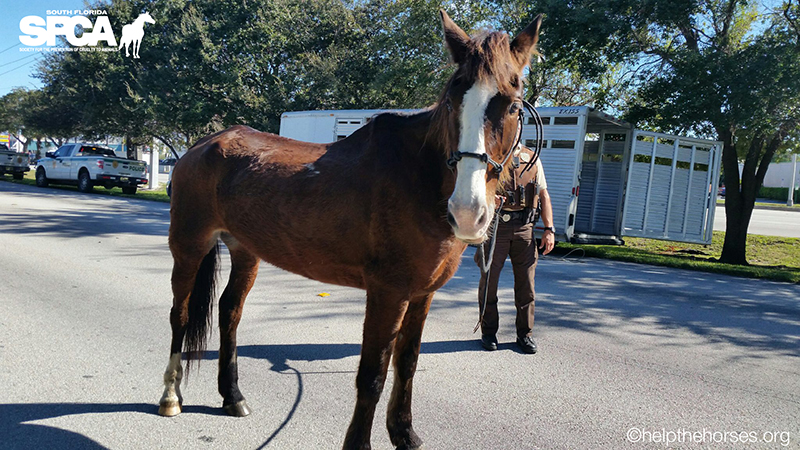 Trigger, a horse ridden from South Carolina to Miami, seized by South Florida SPCA on November 23, 2016.