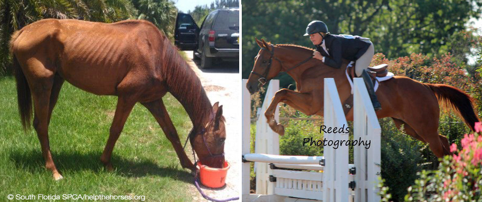 Prodigioso, “The Everglades Horse” when rescued in July, 2012 (left), and showing with Robin Hannah-Carlton in August, 2013 (right, photo ©Reeds Photography).