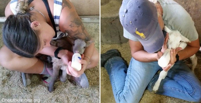 Baby lambs bottle feeding