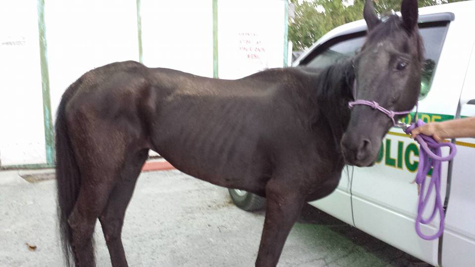Years-long Battle in Miami Horse Abuse Case Ends with Conviction