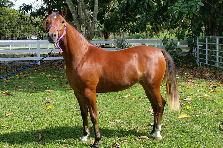 JULIE - Stunning Quarter Horse/Arabian Cross chestnut filly available