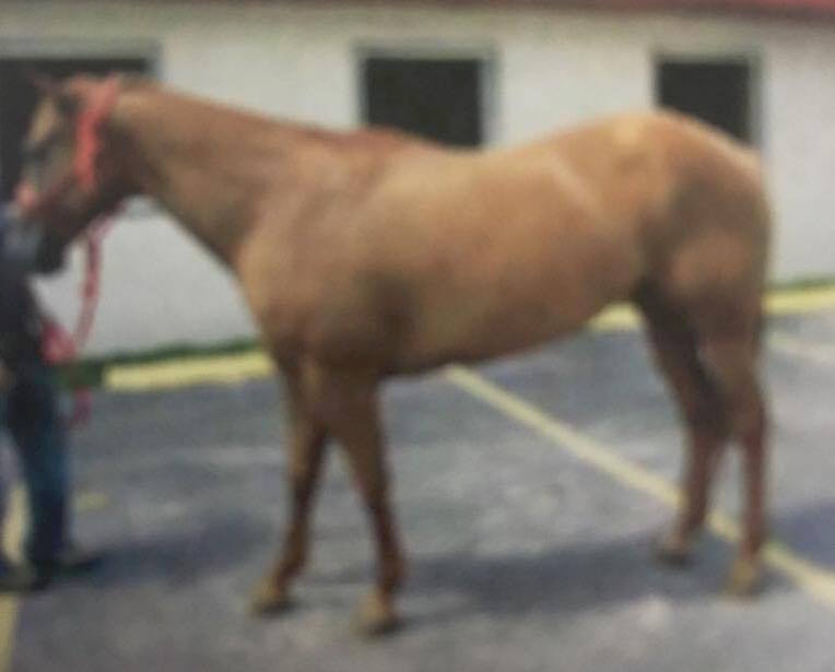 Stolen QH Mare_18448144_1498790833486076_1366383732_n