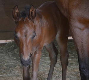 Young foal Biscuit Boy II with his mom, Penny.