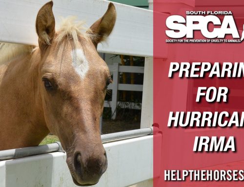 South Florida SPCA Bracing for Hurricane Irma with 55 Horses
