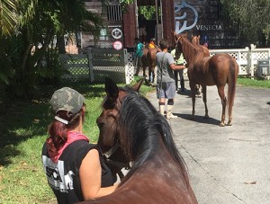 Evacuating first group of horses to safety in Ocala on 9/7/17.