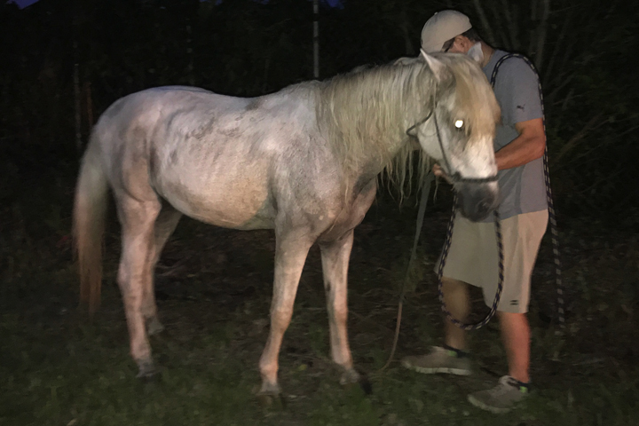 Rescued Pony Gelding Sept 07 2017 ©South Florida SPA