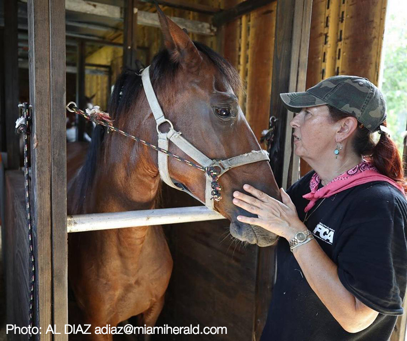 SFSPCA Horse Evacuation 0907_AL DIAZ MIAMI HERALD