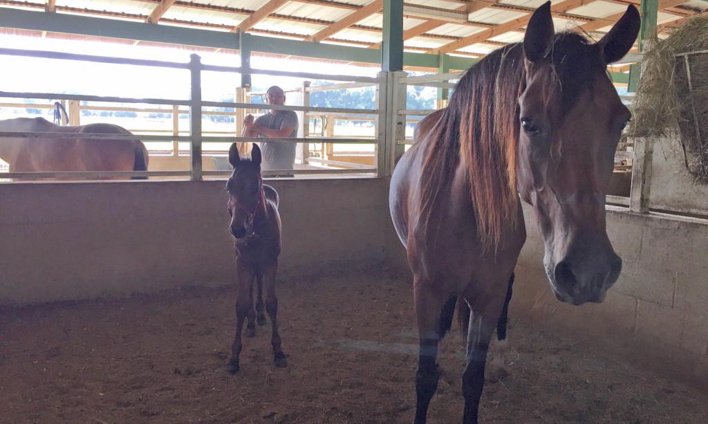 SFSPCA Horses Safe_Hurricane Irma