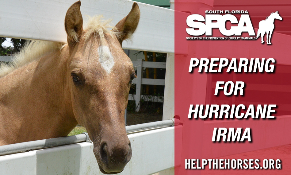 South Florida SPCA Bracing for Hurricane Irma with 55 Horses