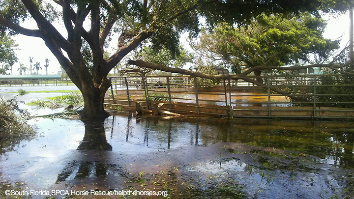 SFSPCA_20170911_114921_720px