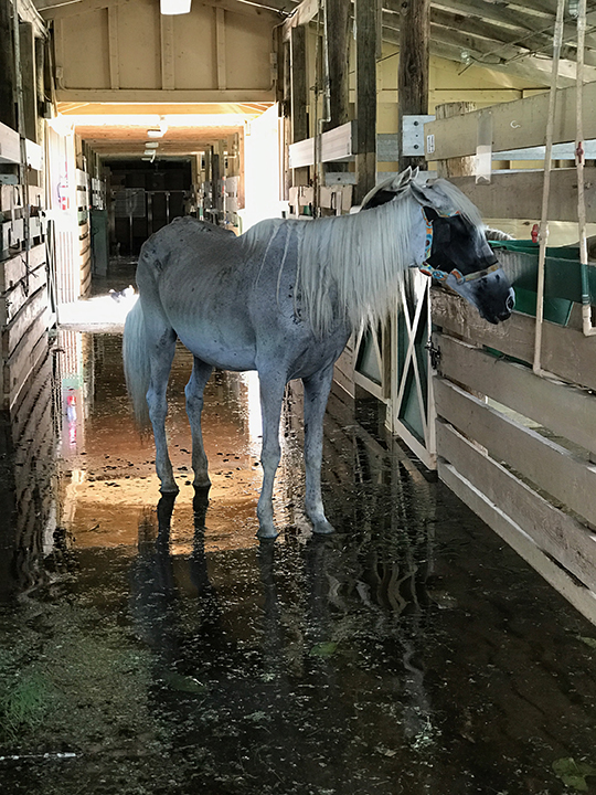 SFSPCA Assessing Damage to Facility, Condition of Rescue Horses & Seeking Alternate Facility