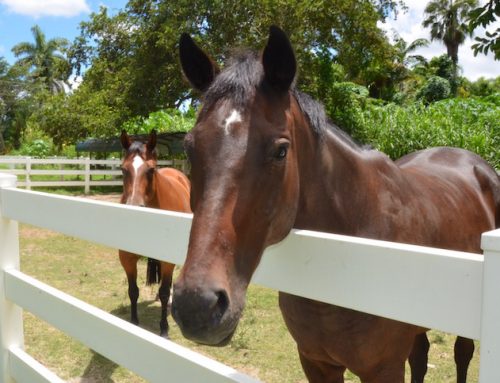 South Florida SPCA earns Thoroughbred Aftercare Alliance Reaccreditation through 2019