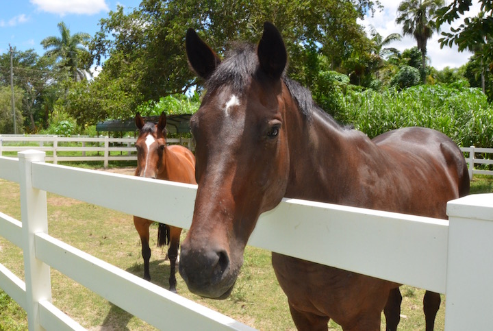 Thoroughbred Aftercare Alliance Reaccreditation through 2019