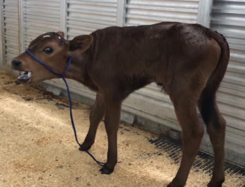 Test Cow