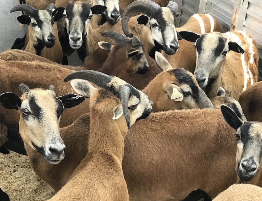 HORRIFIC ANIMAL ABUSE IN MIAMI TWO HORSES NAILED INSIDE STABLE AND