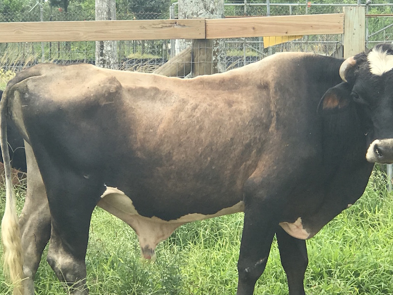 Bull_IMG_5507_SFSPCA