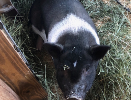 Test Pig