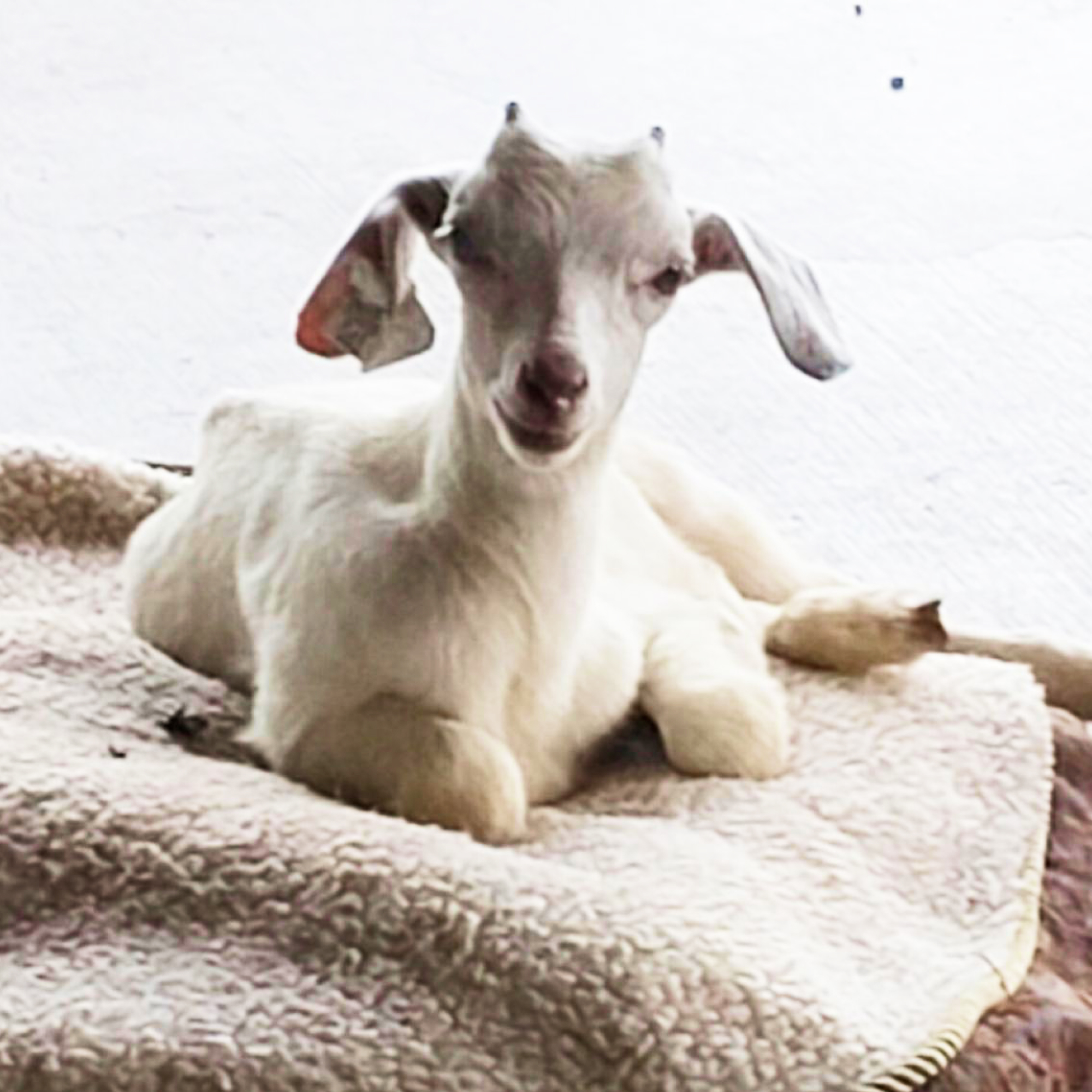 Lily on her bed