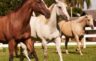 horsesWalking_eventImage