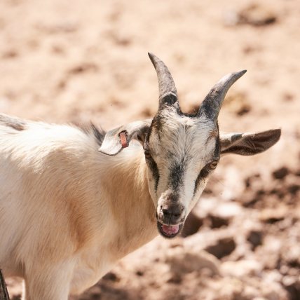 aboutUs_goat aboutUs_goat
