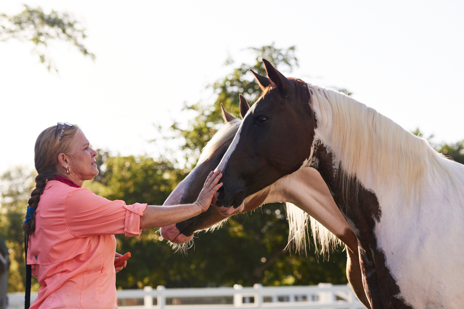 Spca horse store