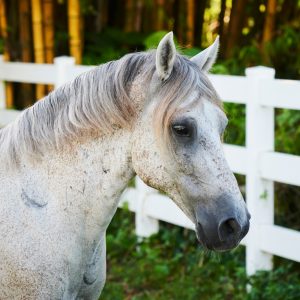 homepageDonate_image_whiteHorse South Florida SPCA Horse & Livestock Rescue