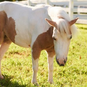 ponyBrownSpots_BecomeMember ponyBrownSpots_BecomeMember