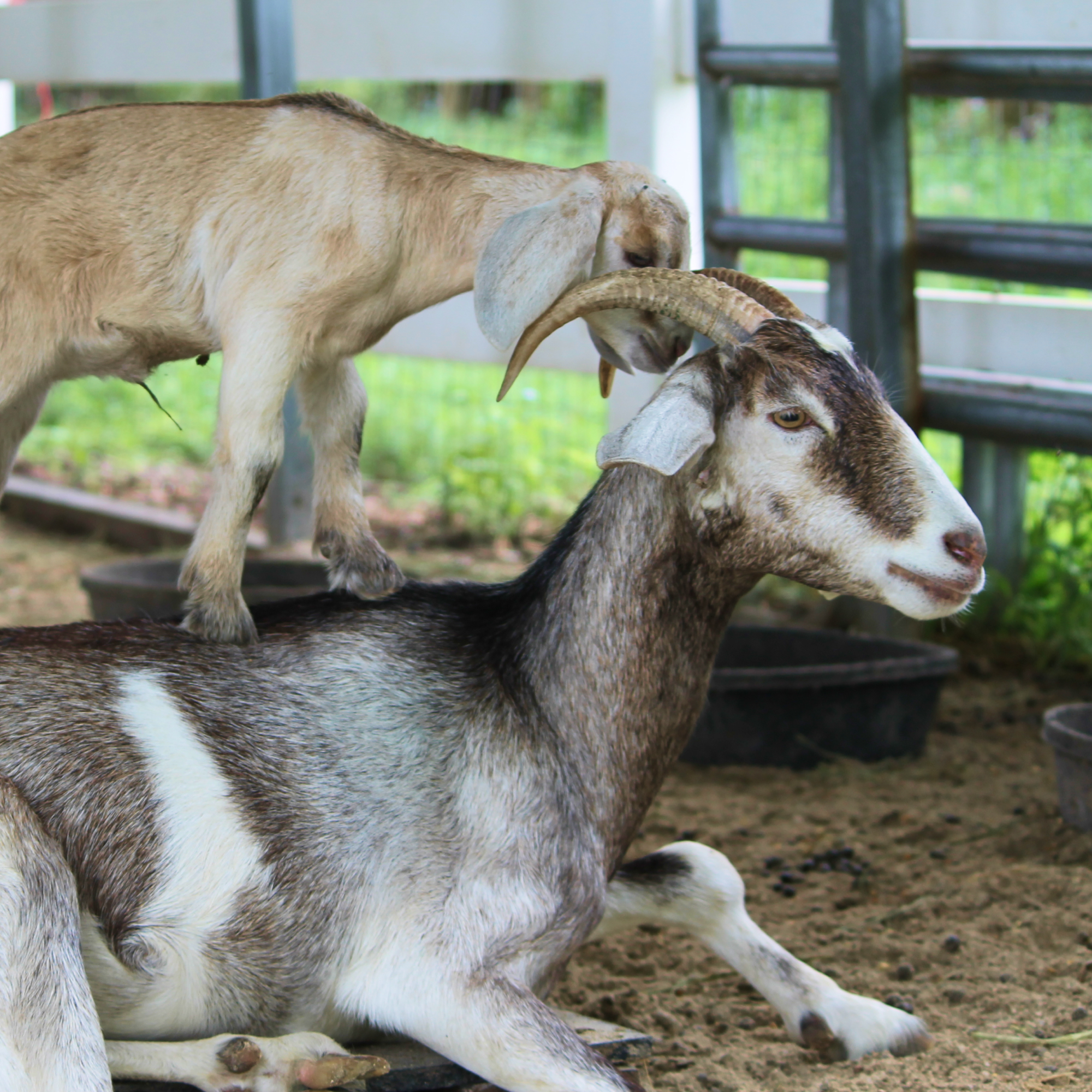 South Florida Society for the Prevention of Cruelty to Animals - Saving goats and their babies