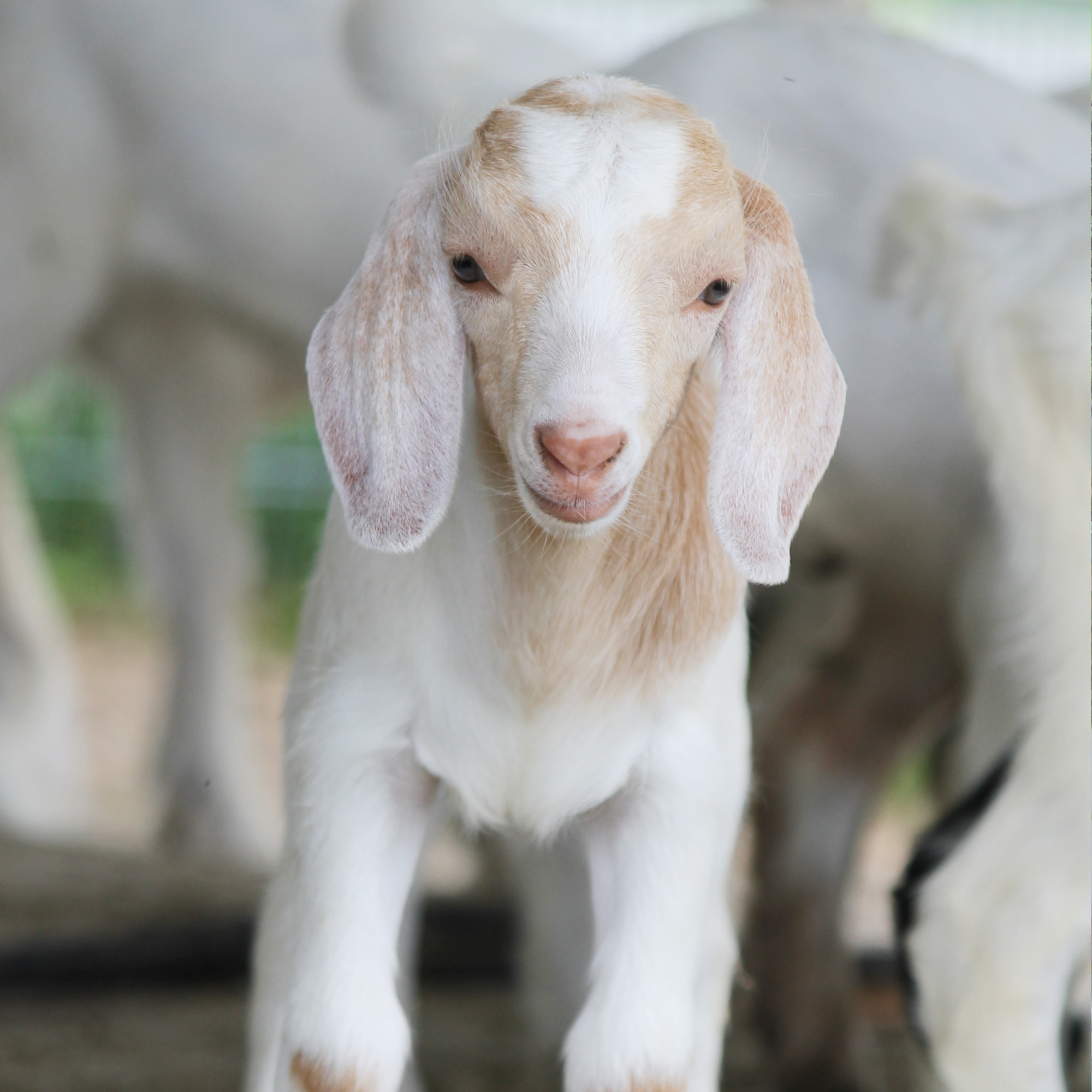 SPCA Operation Baby Goat