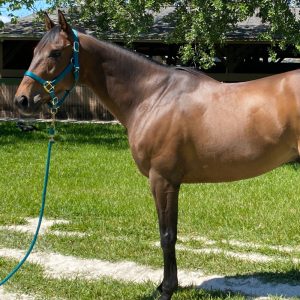 Broadcast Time Thoroughbred Gelding