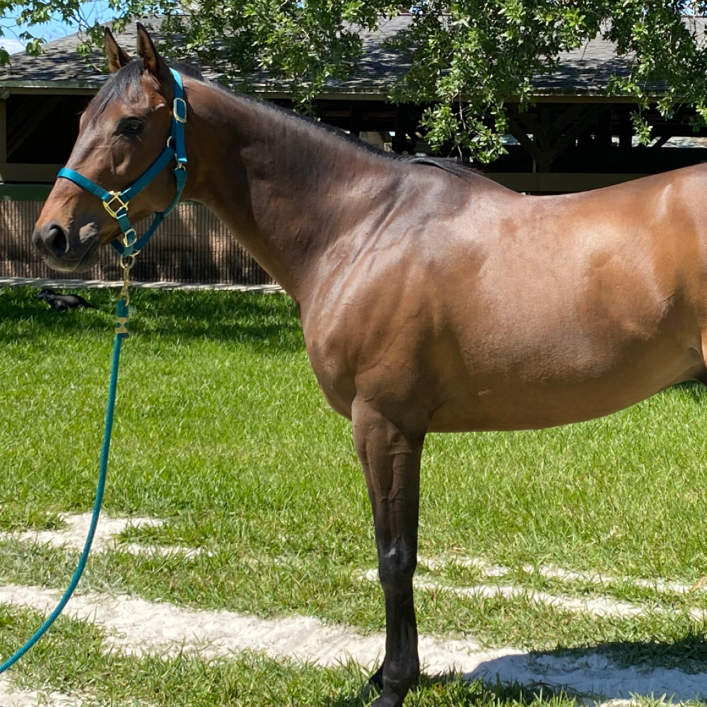 Broadcast Time Thoroughbred Gelding